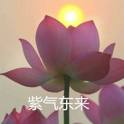 孤饮鸿手机版下载